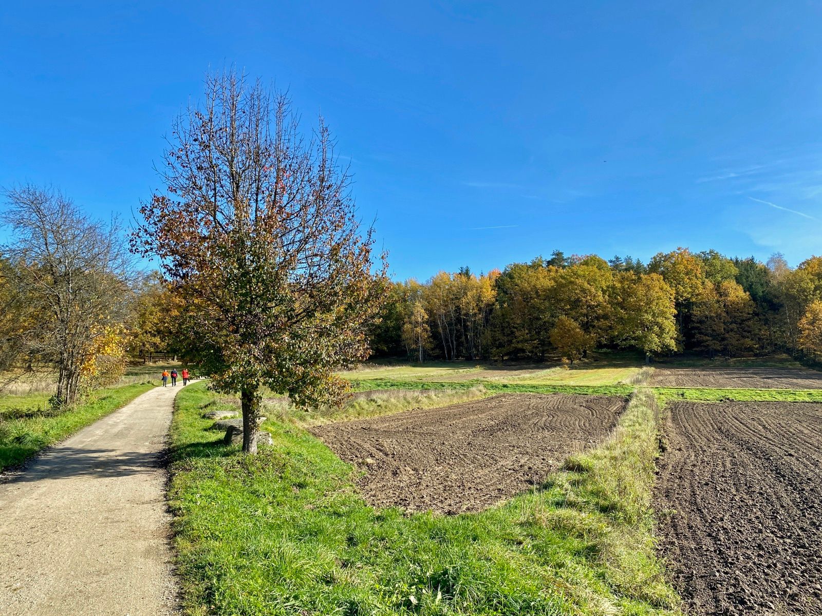 Weg durch die Granitblöcke im Naturpark Blockheide bei Gmünd an der Route