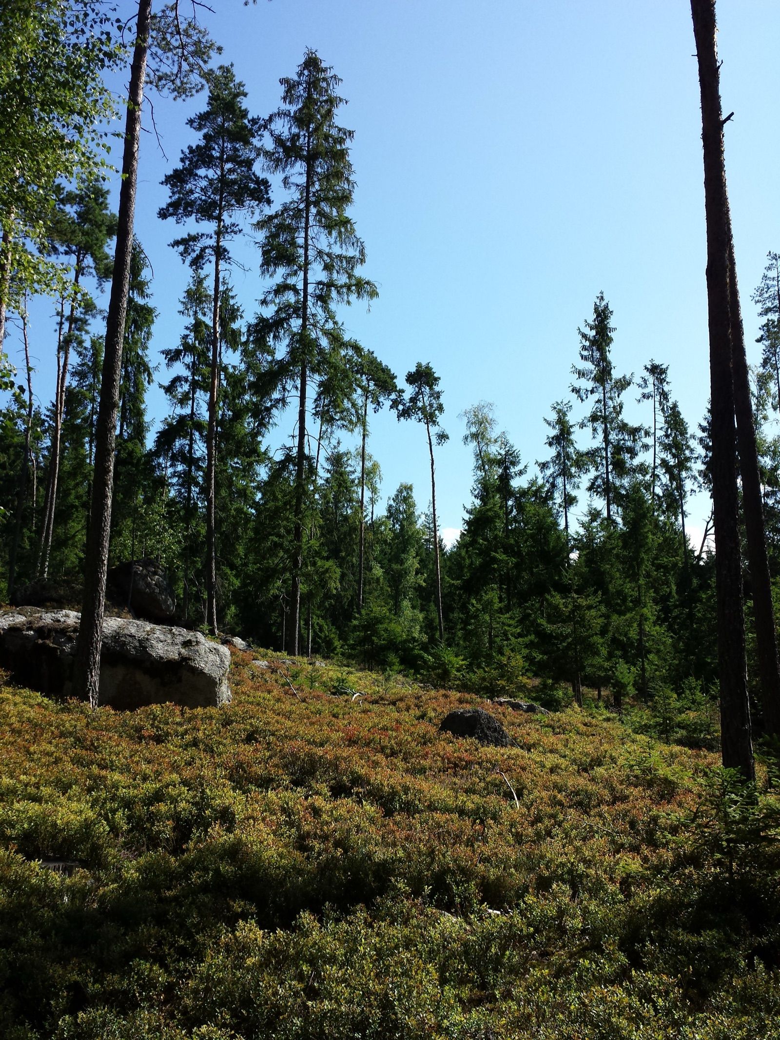Silikat-Föhrenheidewald mit Granitblock bei Griesbach, typische Waldlandschaft entlang der Runde.