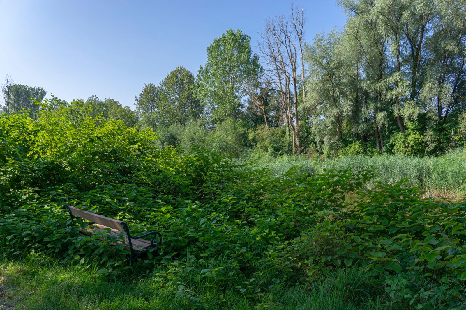 Auwälder und Feuchtwiesen im Naturschutzgebiet Innauen bei Schärding - der Inn und seine Auen prägen die ganze Route.