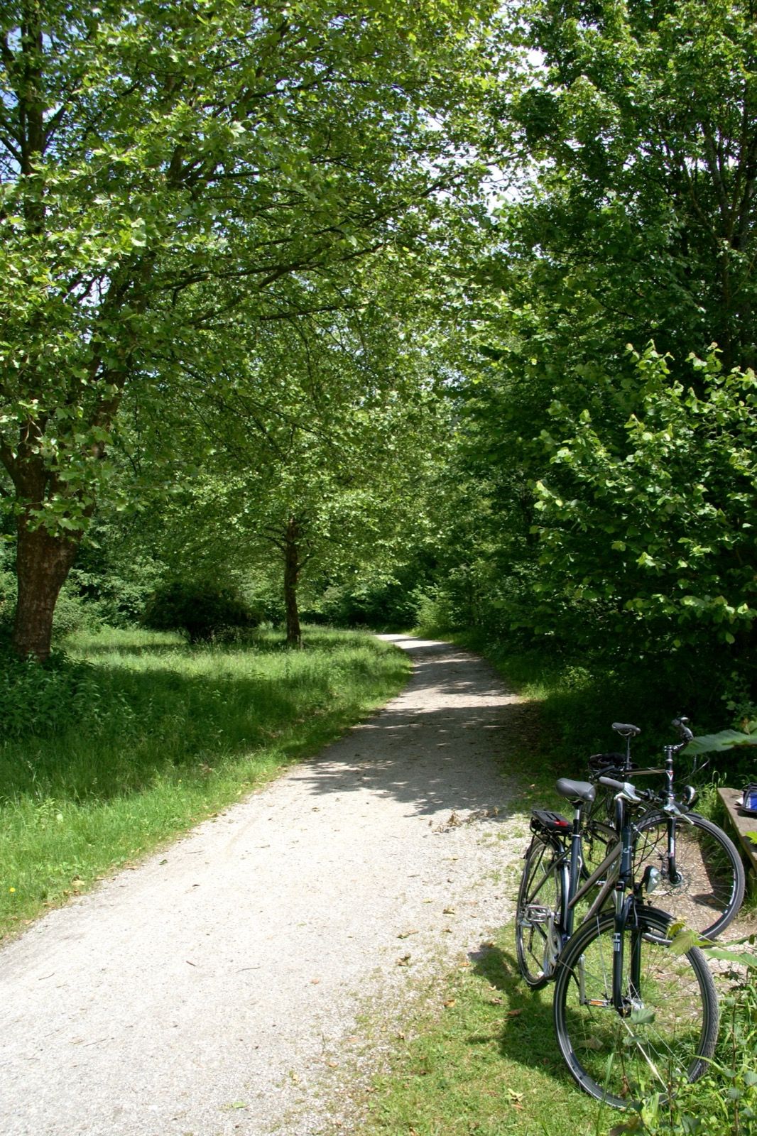 Der Innweg auf feinem, wassergebundenem Belag durch die Auwälder zwischen Wernstein und Passau - so fährt sich rund die Hälfte der Strecke.