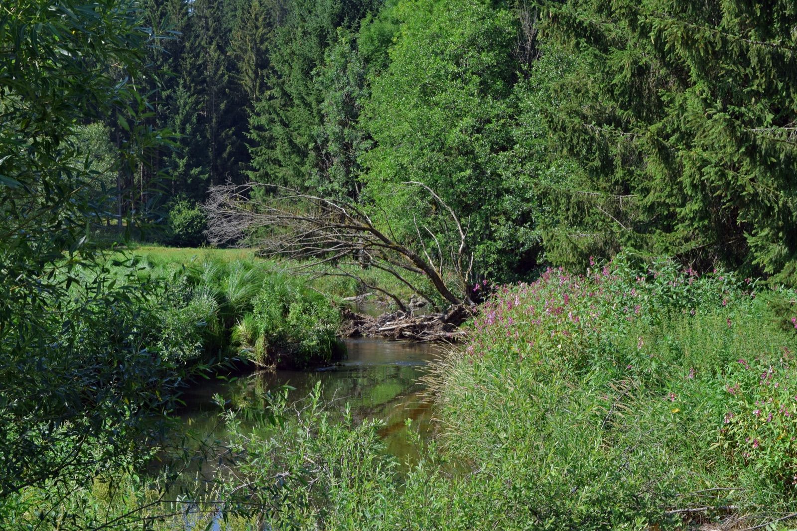 Tal der Großen Mühl bei Ulrichsberg, die hügelige Mühlviertler Landschaft entlang des Mühlviertelradwegs.