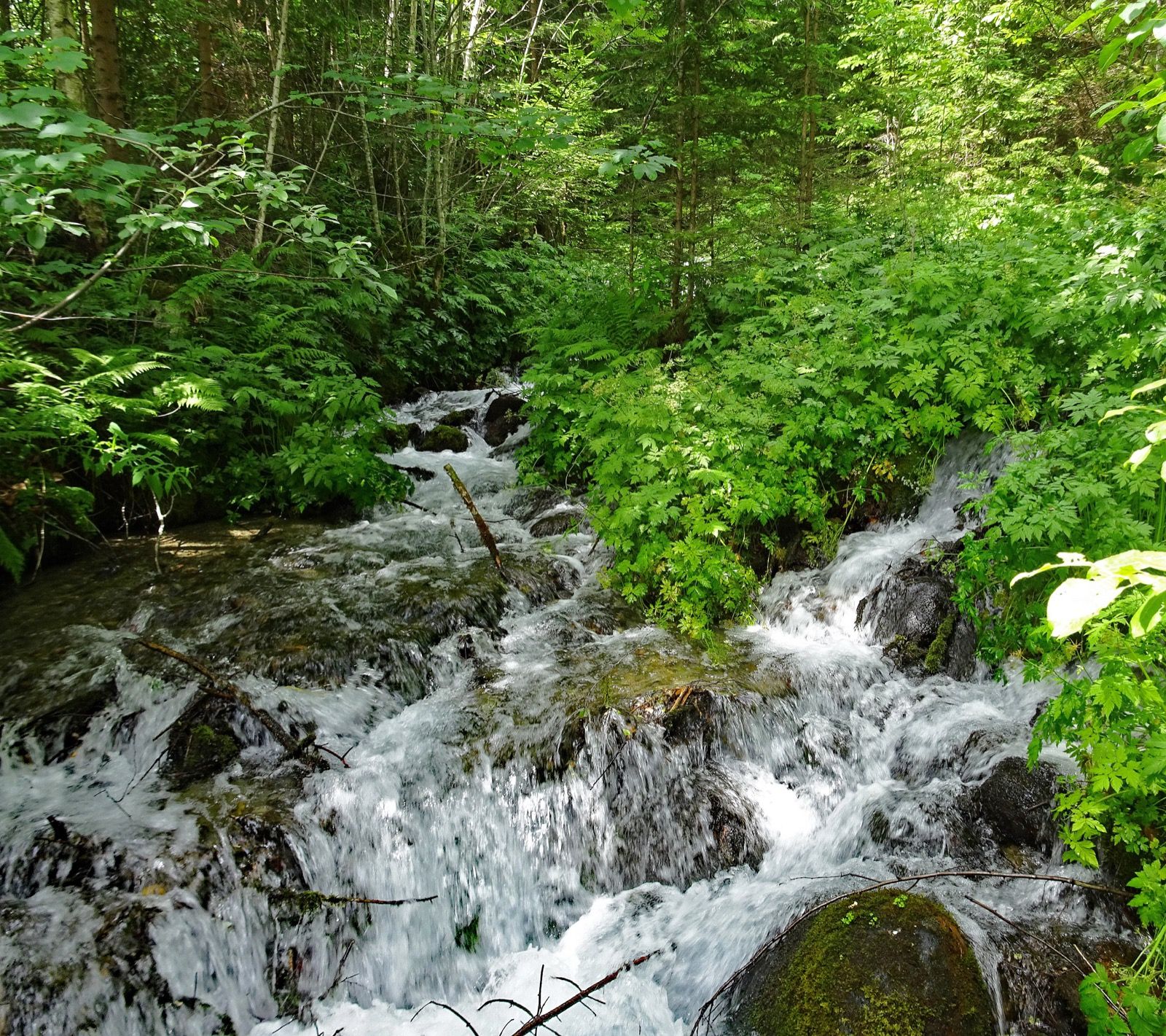 Die Tiebelquellen am westlichen Ausgangspunkt des Wimitzerwegs - eines der größten Quellgebiete Kärntens, hier in dichtem Auwald.