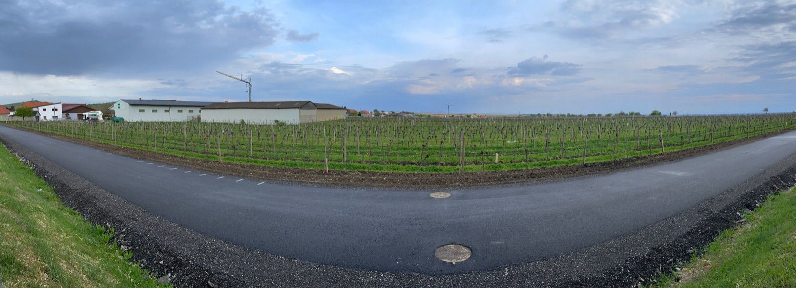 Weingärten und Straße bei Winden am See, Teil der Seelandschaft am Jubilaeumsradweg R1.