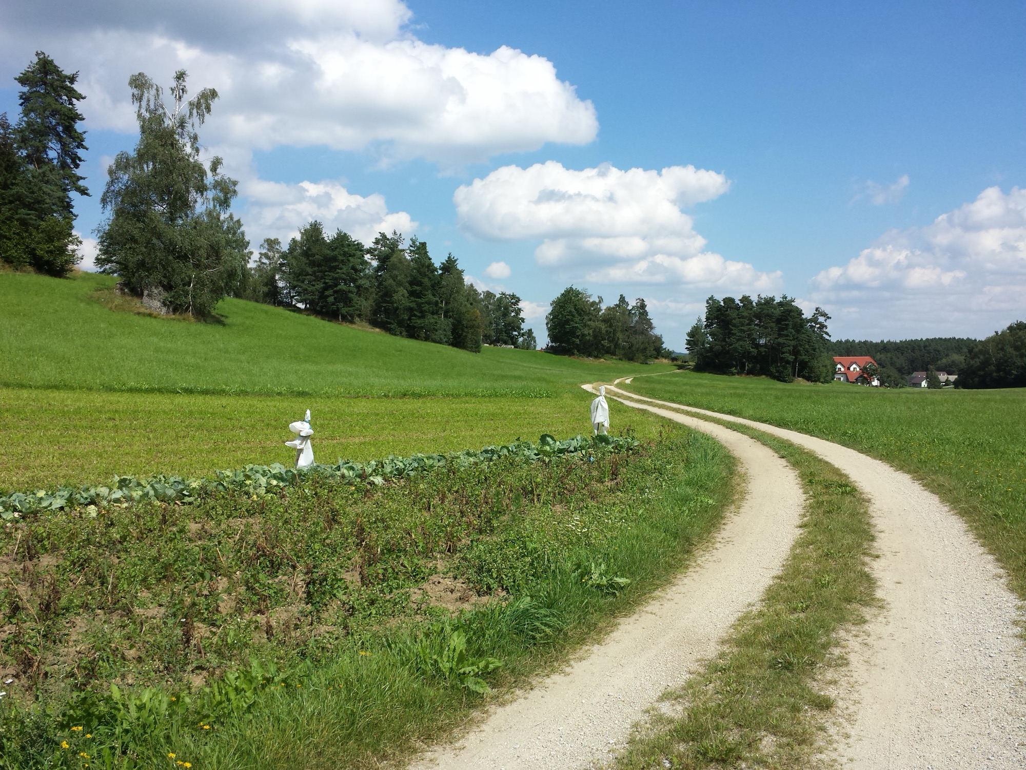 Ein geschwungener Feldweg durch die Waldviertler Kulturlandschaft im westlichen Granithochland, dem höchsten Teil der Strecke